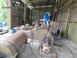 Ind�stria empresa f�brica linha para reciclagem e produ��o de PEBD pl�sticos 50 toneladas por m�s